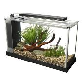 Small Desk Aquarium