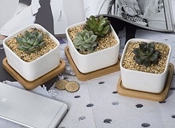 Succulent Plant Pots by Opps